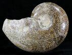 Rare Argonauticeras Ammonite - Amber Colored Crystals #23357-3